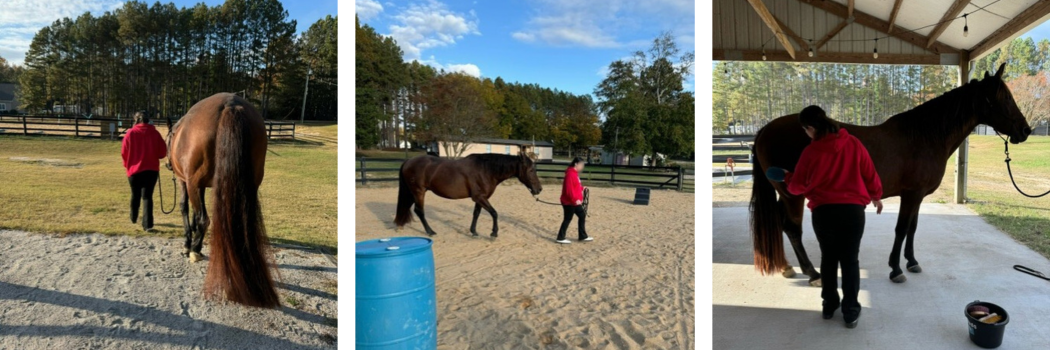 Horse_therapy_photos.png